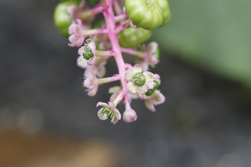 American pokeweed