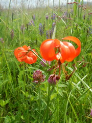 Lilium pumilum