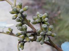 Eucalyptus baxteri