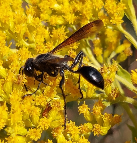 Mexican Grass-carrying Wasp