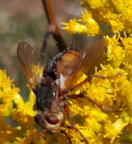 Common Tachinid