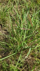 Dichanthium annulatum