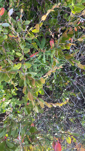 leatherleaf
