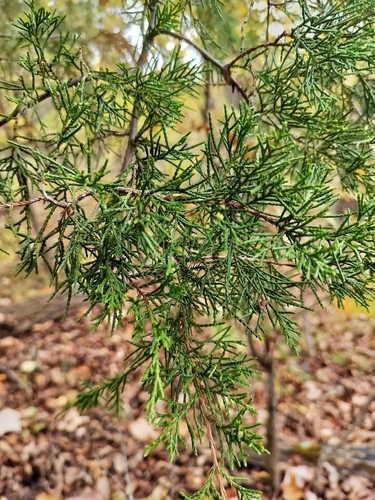 eastern redcedar