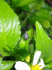 Proboscidocoris malayus