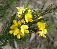 Pultenaea mollis