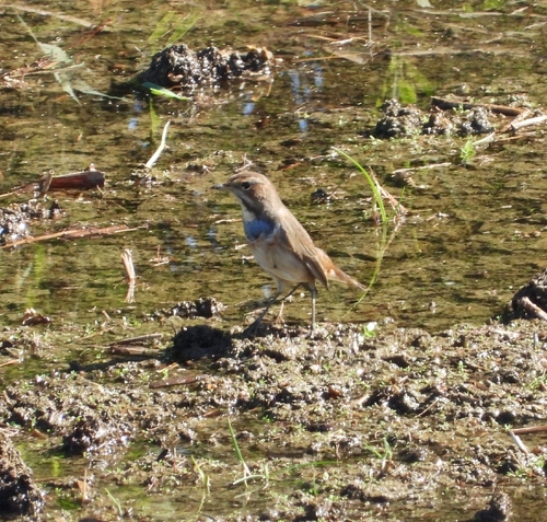 Bluethroat