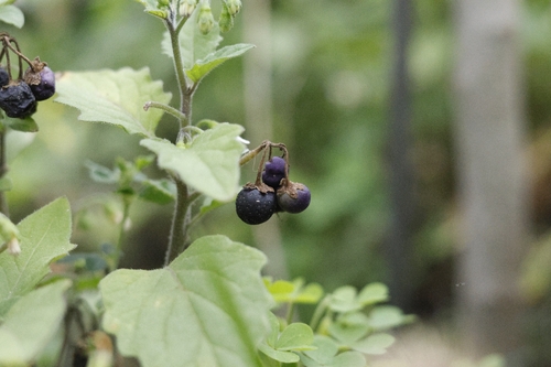 black nightshade