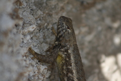 Sceloporus horridus