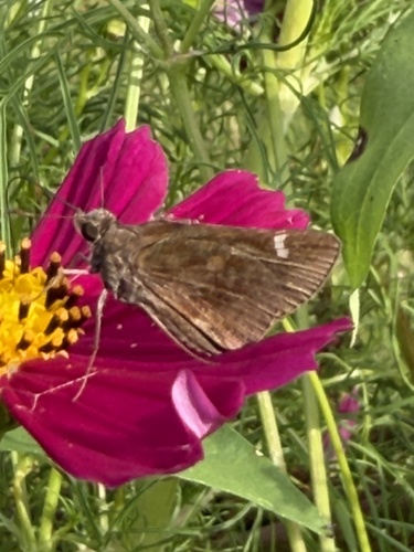 Clouded Skipper