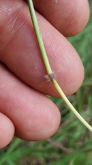 Dichanthium annulatum