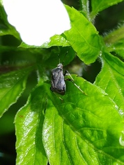 Proboscidocoris malayus