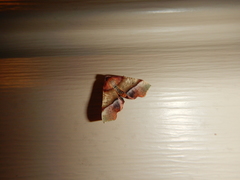 Plagodis phlogosaria