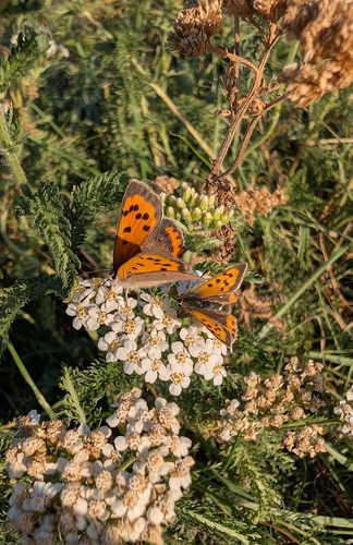 Small Copper