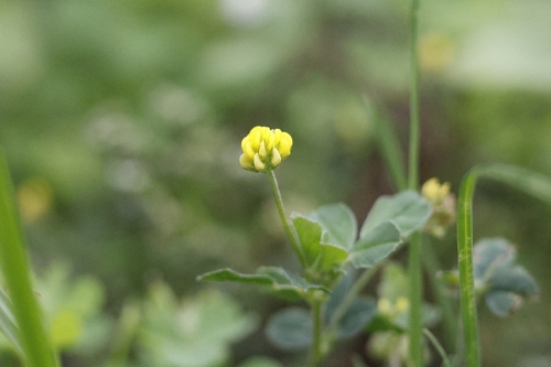 Black Medick