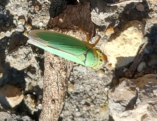 Green Leafhopper