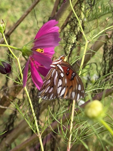 Gulf Fritillary