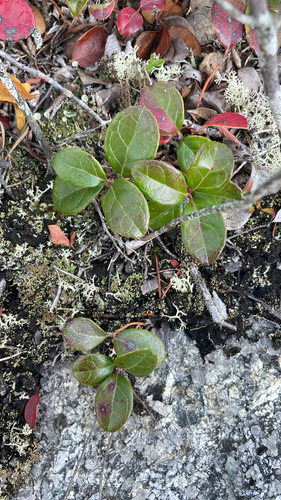 Eastern Teaberry