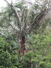 Oenocarpus bataua