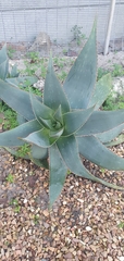 Aloe × schimperi