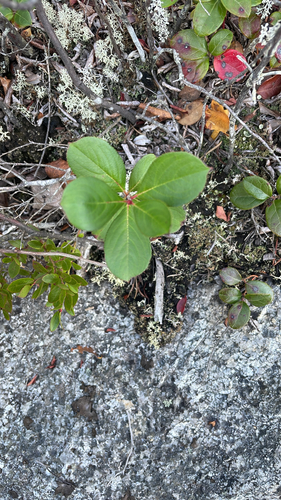 black chokeberry