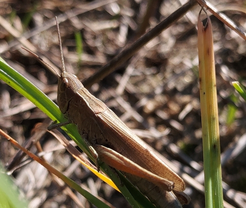 Steppe Grasshopper