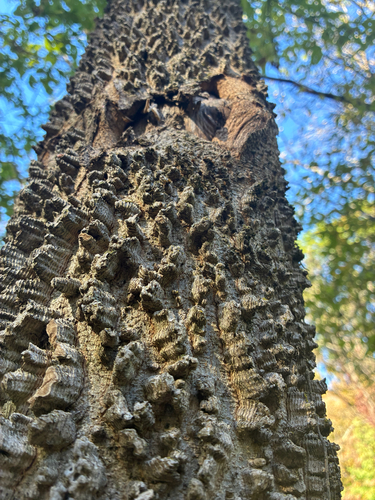 common hackberry
