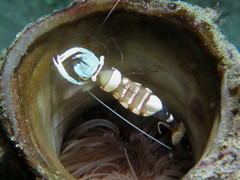 Ancylomenes magnificus