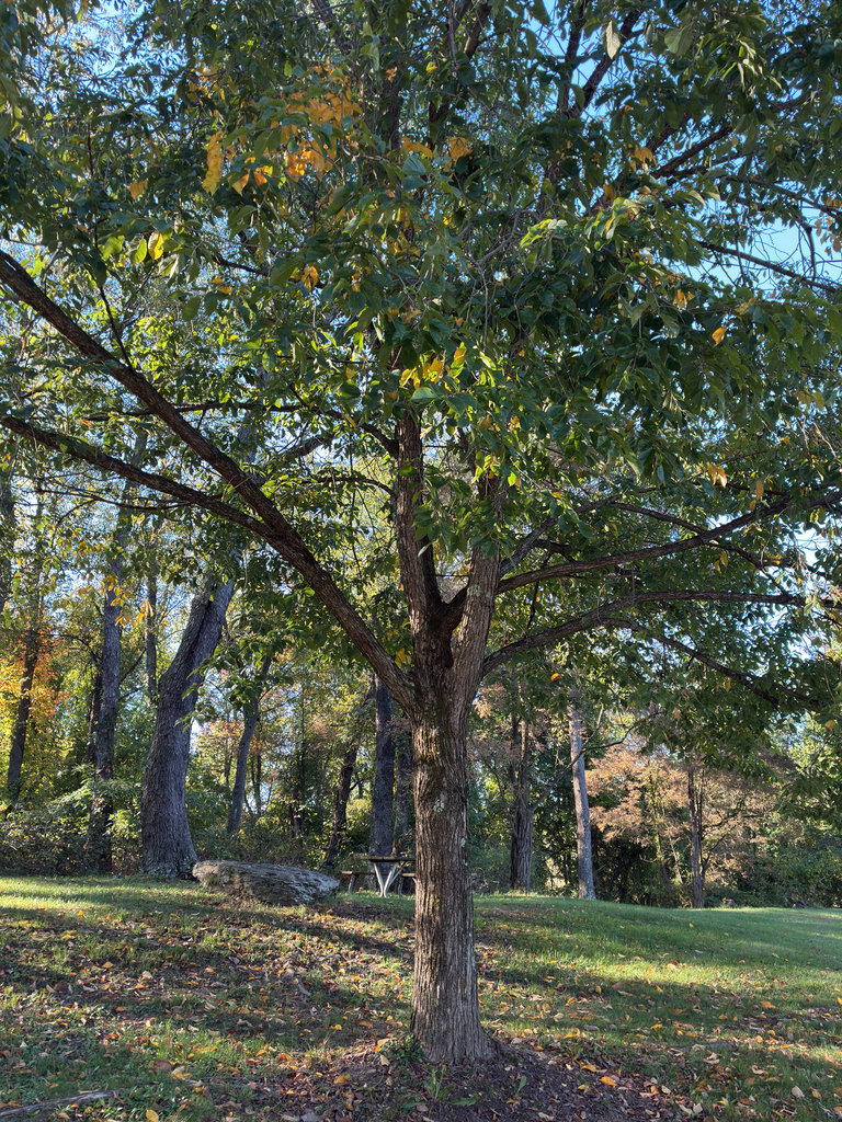 A slippery elm on a mown lawn, still green with its first yellow leaves, before woods where a few trees glow orange.