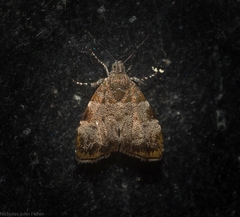 Choreutis melanopepla