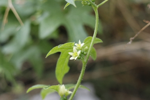White Bryony