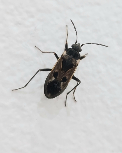 bright-spotted groundbug