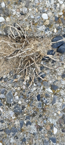 Sea Fern-grass