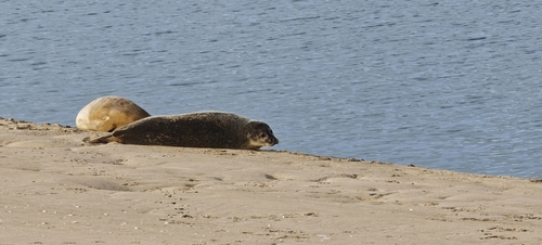 Harbor Seal