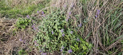 Eastern Cat-mint
