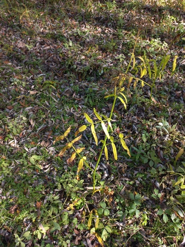 Sium latifolium observed 2026-09-30