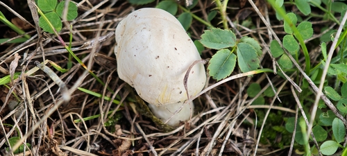 Yellow Stainer