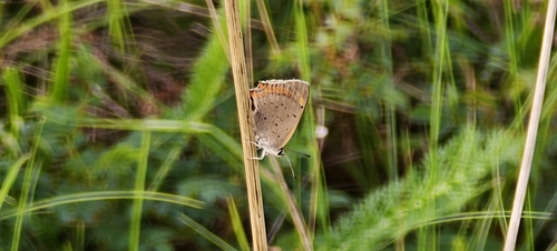 Small Copper
