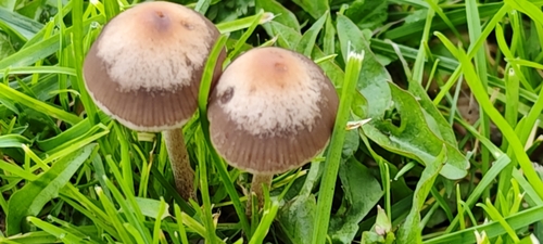 Mower's Mushroom