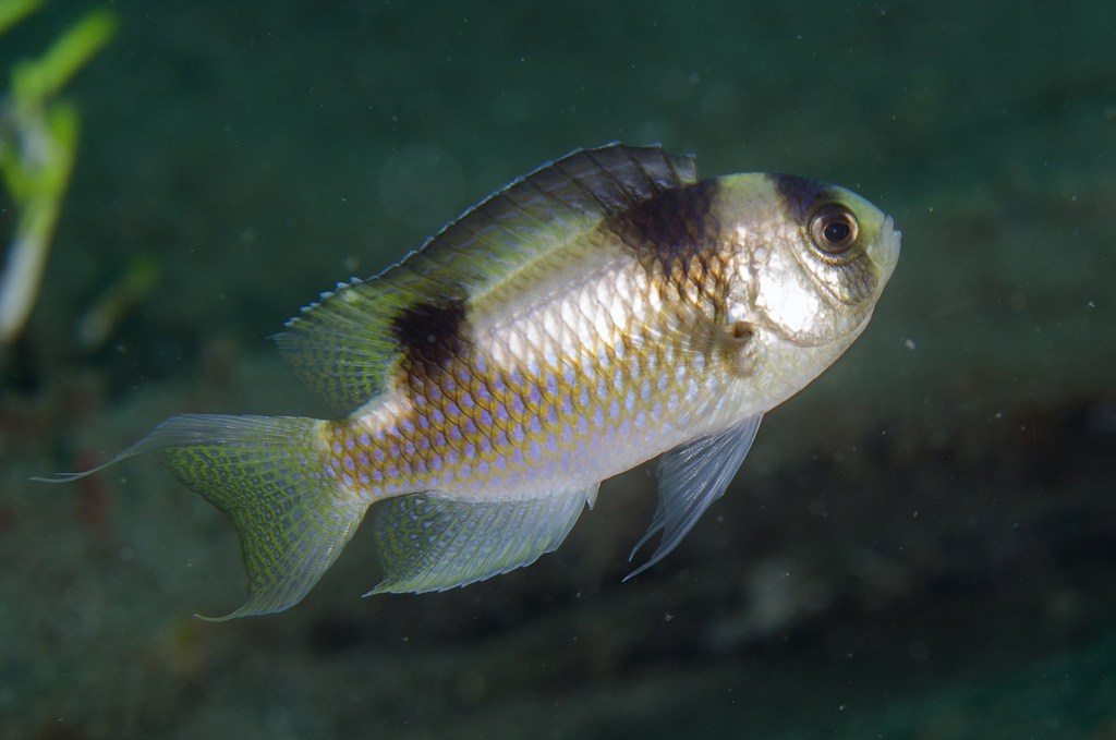 Blackbanded Damsel