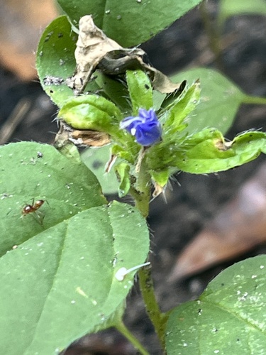 Hairy cluster-vine