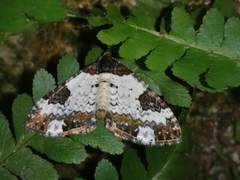 Melanthia procellata