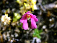 Stylidium calcaratum
