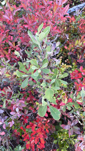 bog myrtle