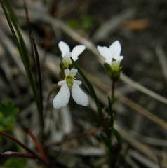 Stylidium perpusillum