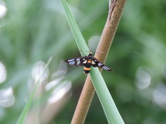 Amata sperbius