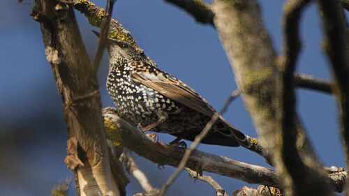 European Starling