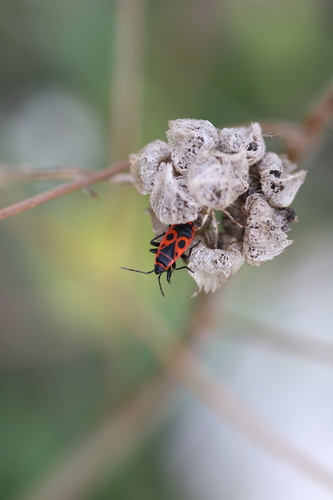 European Firebug