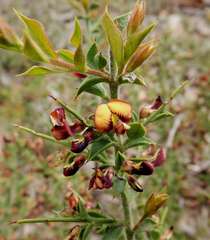 Daviesia arenaria