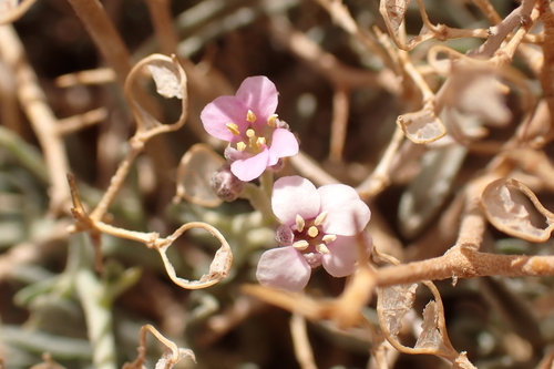 Hormathophylla spinosa, 2026-09-25